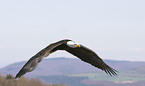 fliegender Weikopfseeadler