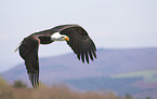 fliegender Weikopfseeadler