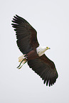 fliegender Weikopfseeadler