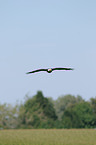 Weikopfseeadler