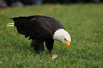 Weikopfseeadler