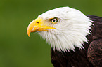 Weikopfseeadler Portrait