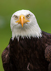 Weikopfseeadler Portrait