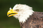 Weikopfseeadler Portrait