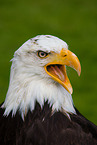 Weikopfseeadler