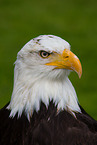 Weikopfseeadler