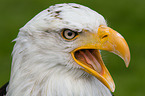 Weikopfseeadler