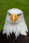 Weikopfseeadler