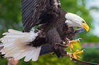 Weikopfseeadler