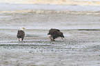 Weikopfseeadler