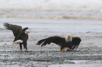 Weikopfseeadler