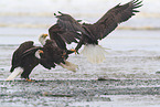 Weikopfseeadler