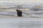 Weikopfseeadler