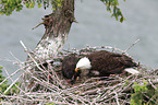 Weikopfseeadler