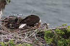 Weikopfseeadler