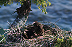 Weikopfseeadler