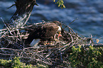 Weikopfseeadler