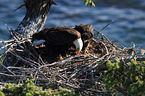 Weikopfseeadler