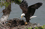 Weikopfseeadler