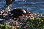 Weikopfseeadler