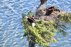 Weikopfseeadler