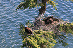 Weikopfseeadler