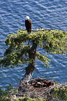 Weikopfseeadler