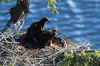 Weikopfseeadler