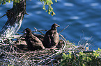 Weikopfseeadler