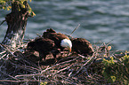 Weikopfseeadler