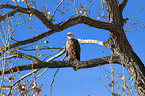 Weikopfseeadler