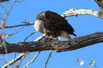 Weikopfseeadler