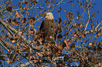 Weikopfseeadler