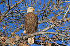 Weikopfseeadler