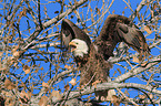 Weikopfseeadler