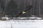 fliegender Weikopfseeadler