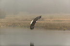 fliegender Weikopfseeadler