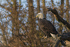 Weikopfseeadler