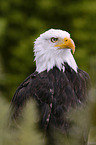 Weikopfseeadler