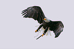 Weikopfseeadler