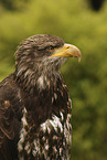 Weikopfseeadler