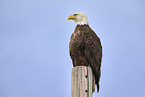 Weikopfseeadler