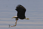 Weikopfseeadler