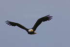 Weikopfseeadler