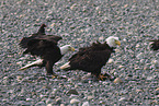 Weikopfseeadler