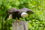 Weikopfseeadler