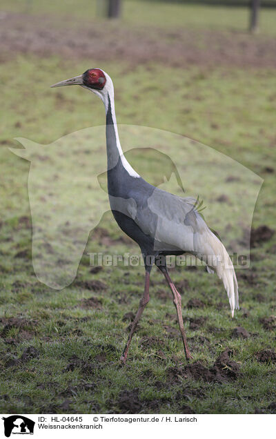 Weissnackenkranich / Japanese white-naped crane / HL-04645