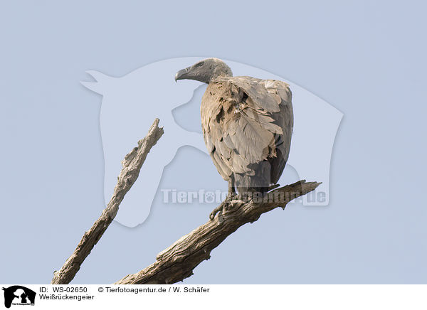 Weirckengeier / white-backed vulture / WS-02650