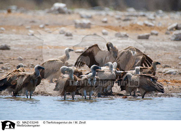 Weirckengeier / white-backed vultures / MAZ-03246