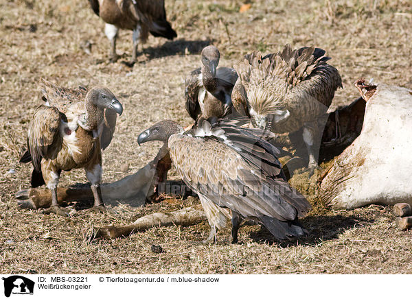 Weirckengeier / white-backed vultures / MBS-03221